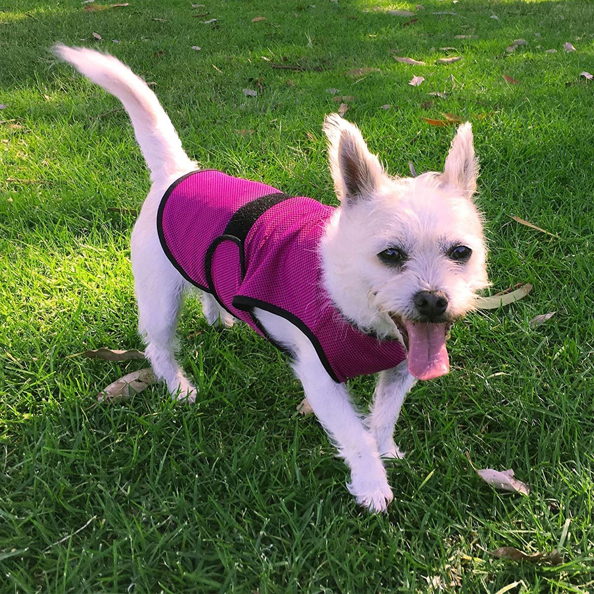 Dogzstuff Dog Cooling Vest