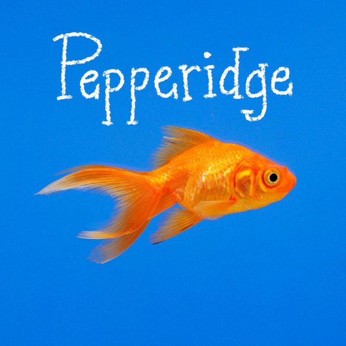 Fish name handwritten on an image of a fish