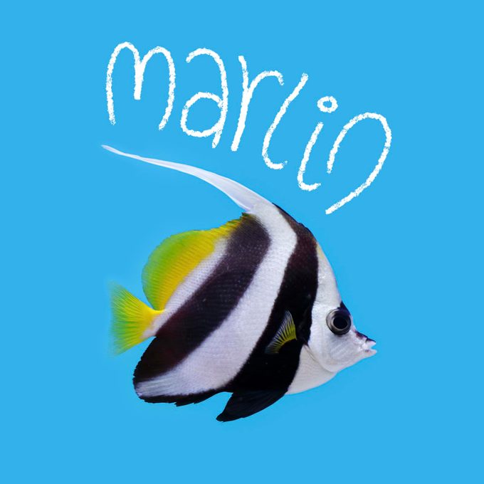 Fish name handwritten on an image of a fish