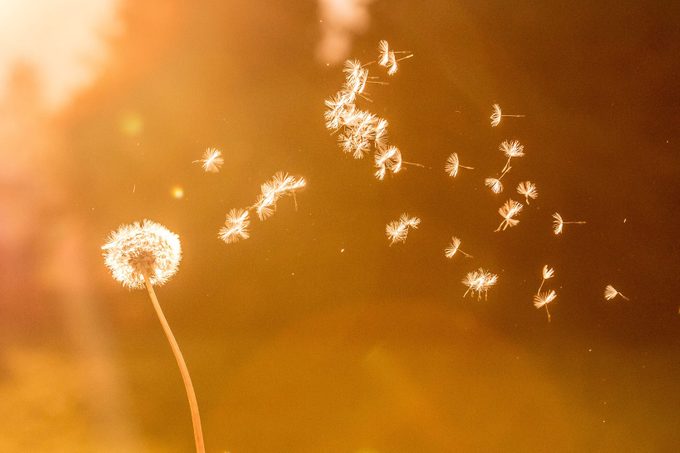 Dandelion seeds in the air, orange evening sun