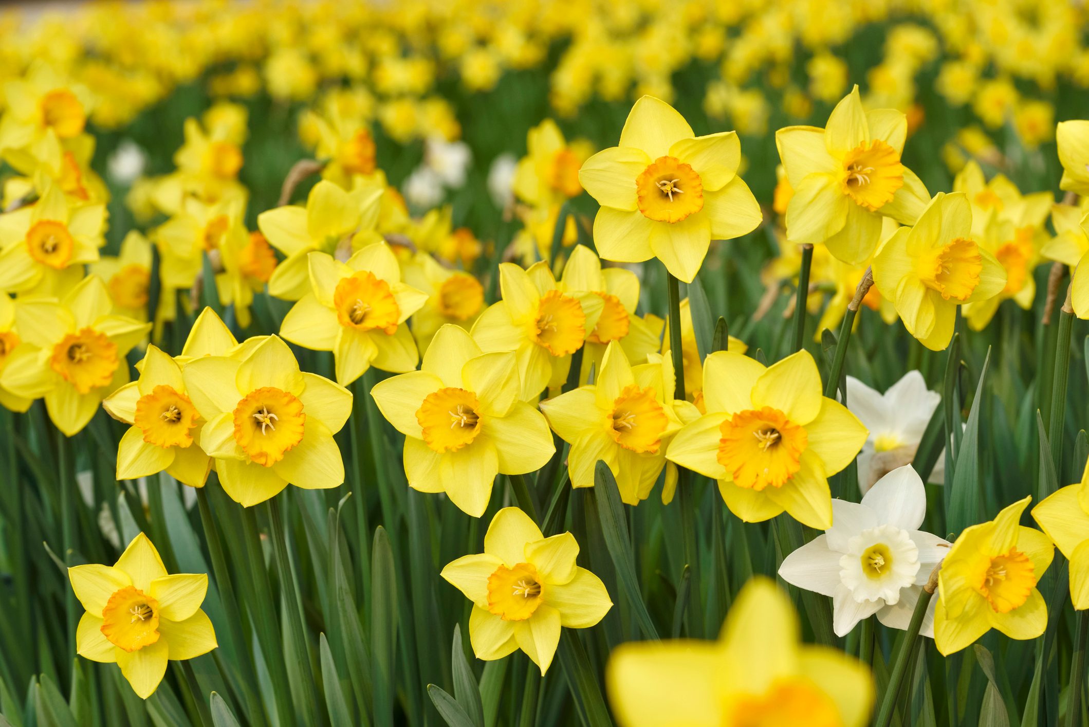 Yellow daffodil flowers