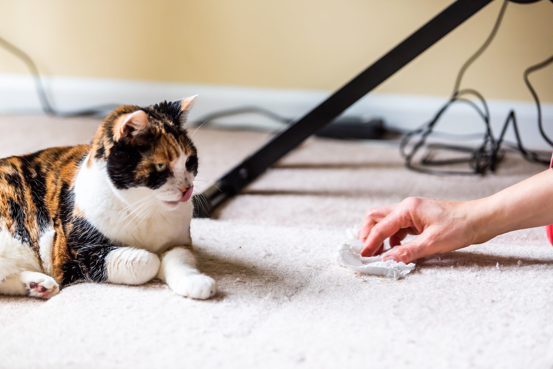 How to Stop Your Cat from Peeing on the Carpet