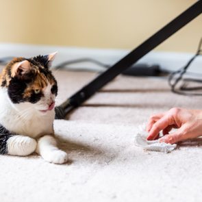 Calico cat face tongue funny humor on carpet inside indoor house home with hairball vomit stain and woman owner cleaning rubbing paper towel on floor