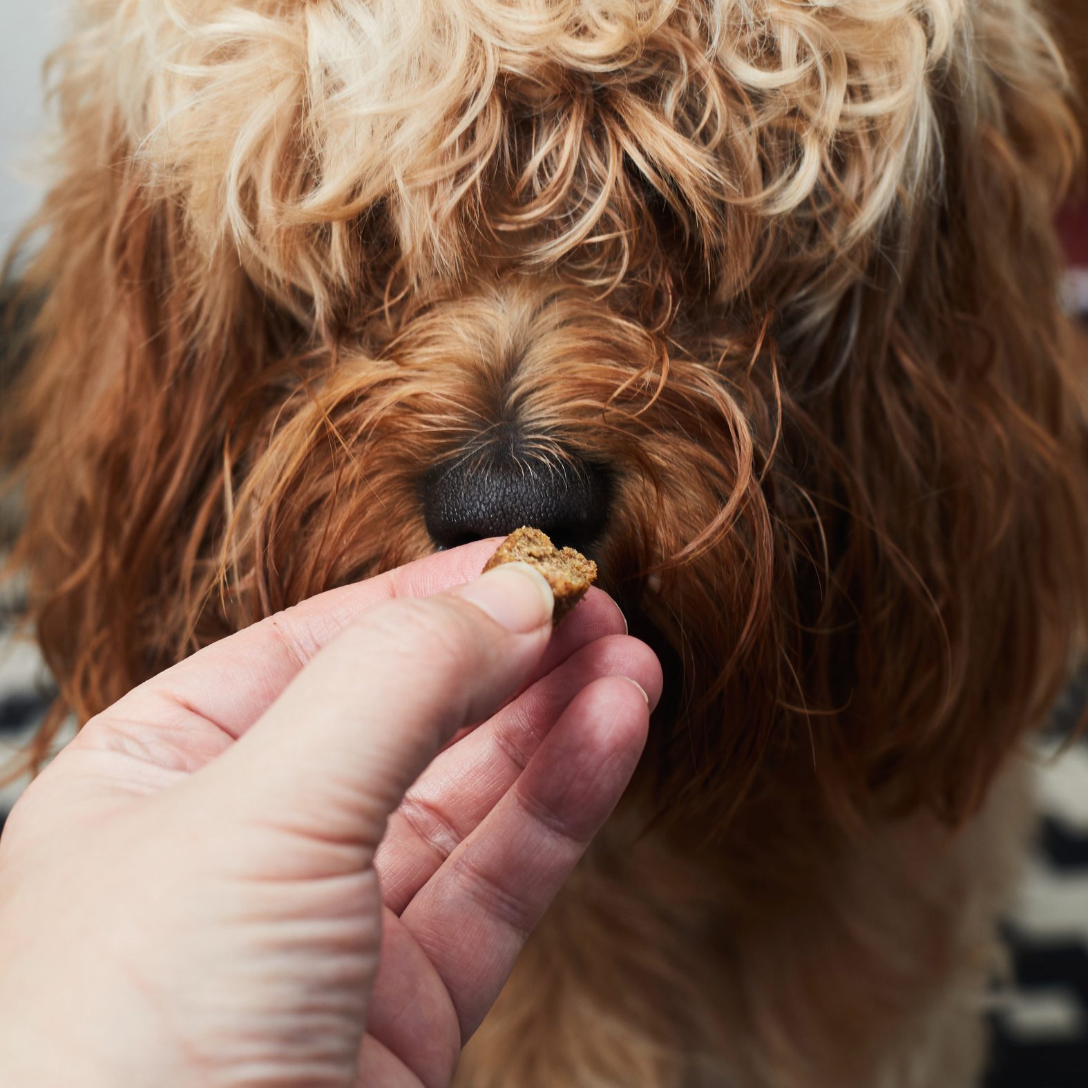 These Viral Dog Salmon Bites Alleviate Dry and Itchy Skin