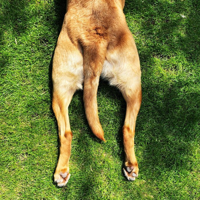 Funny pet image of a dog with outstretched back legs in a sploot position
