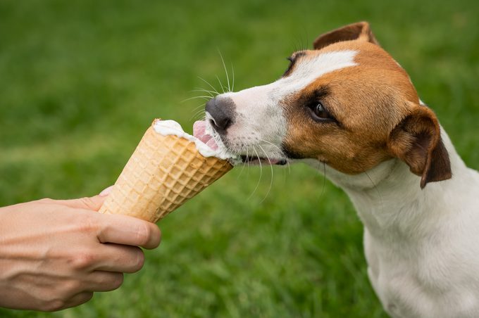 Jack russell terrier dog eating ice cream cone on the green lawn