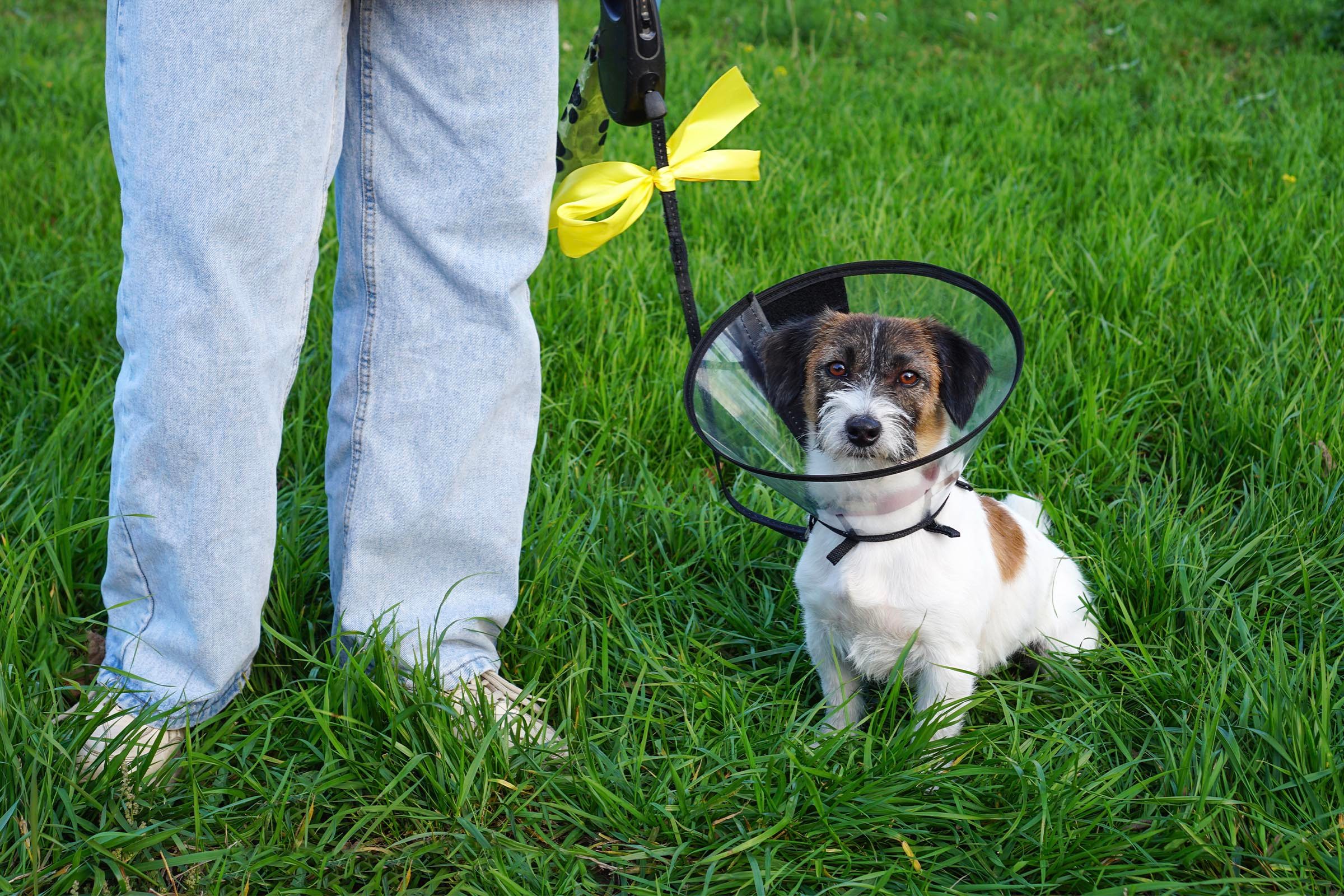 If You See a Yellow Ribbon on a Dog Collar, This Is What It Means