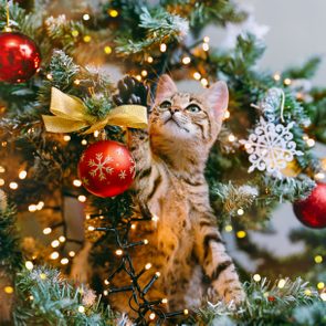 Cat looking out from the branches of a decorated Christmas tree