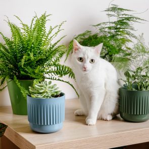 Cute white cat sitting on table near indoors houseplants. Cozy home background with domestic fluffy pet. Modern home garden interior.