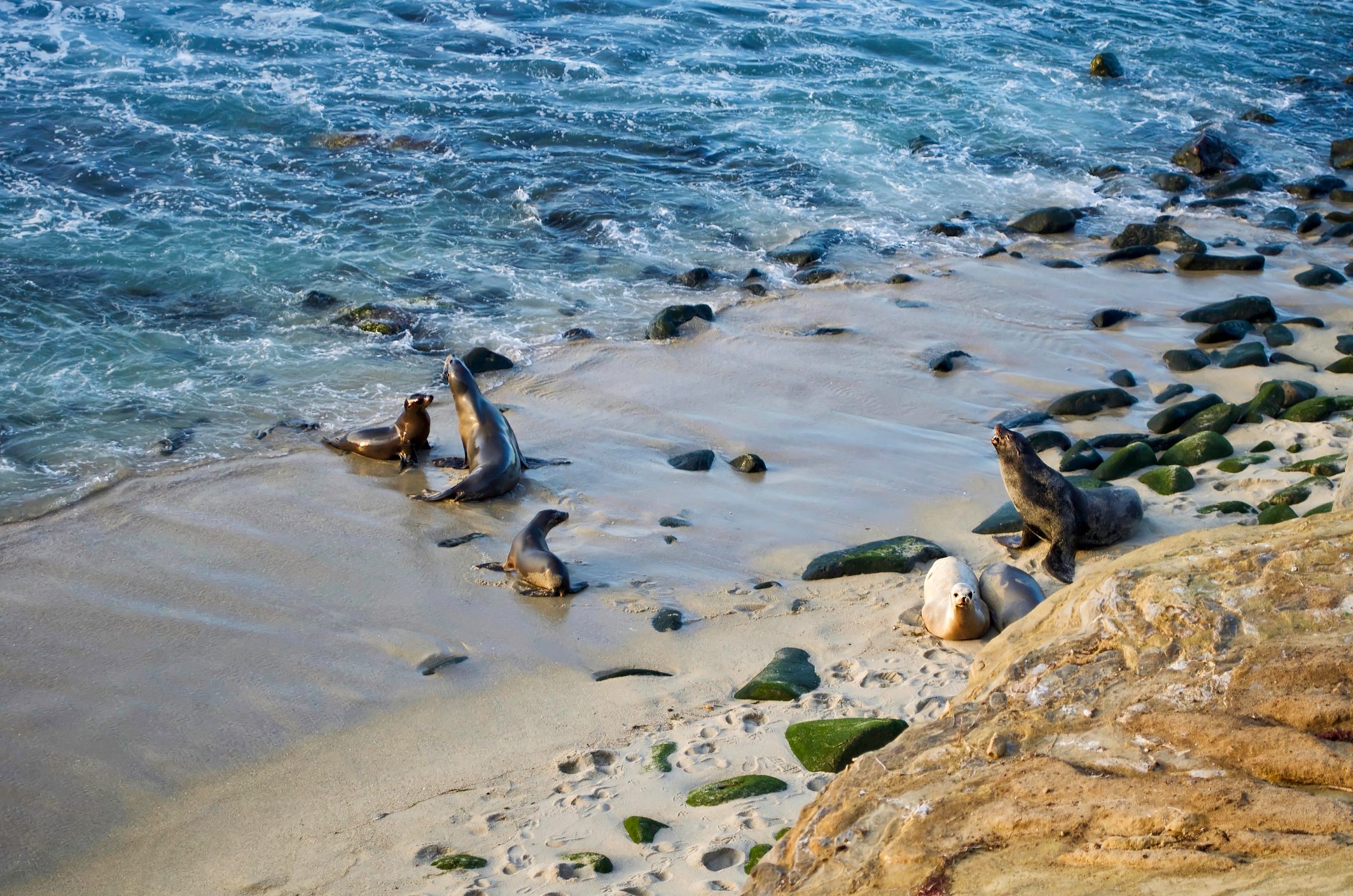 Sea Lions On Beach