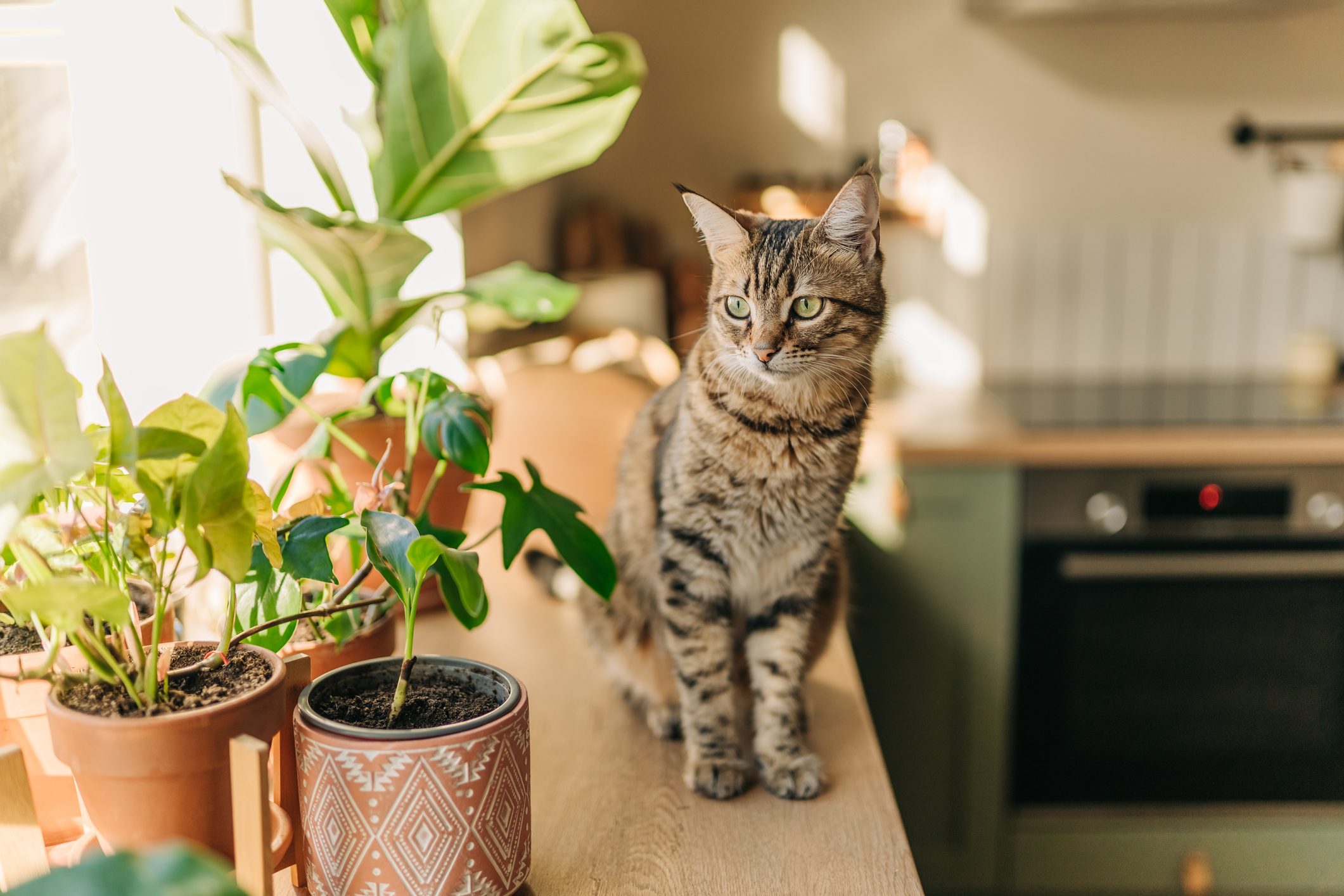 Insolent assertive cat walks on the kitchen table. Stylish kitchen in brown tones. Naughty cat on the table. Gorgeous sleek domestic cat.