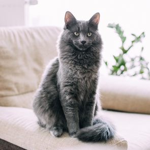 large gray cat sitting on cream chair