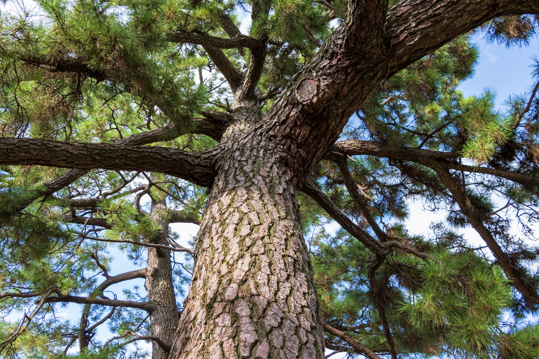A pine tree at Cathedral Pines Preserve, a hidden gem in Connecticut