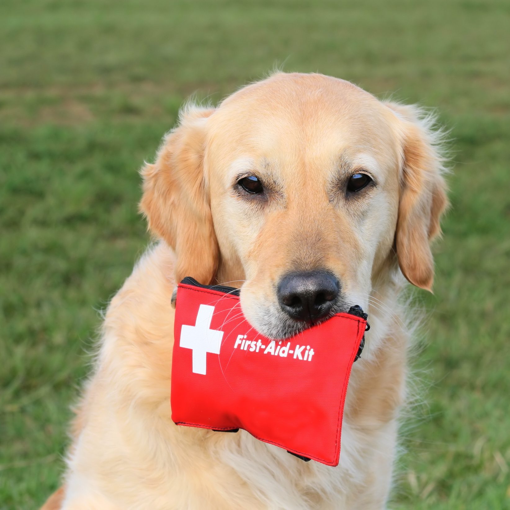 Having This One Thing in My Pet First Aid Kit Saved My Pet’s Life