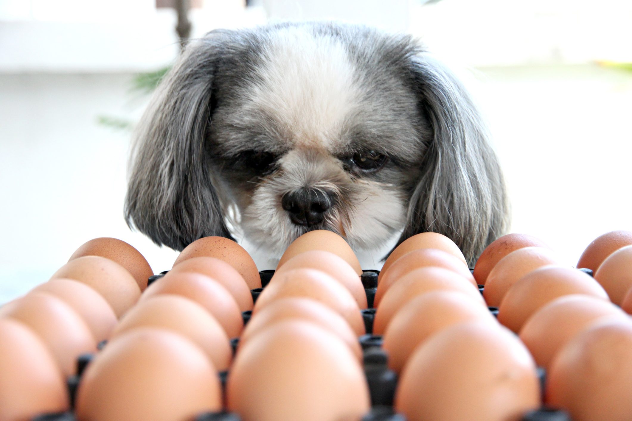 Can Dogs Eat Eggs? Here’s What Vets Say