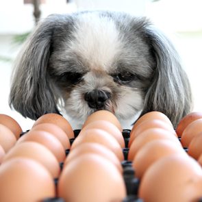 Dog staring at rows of brown eggs.