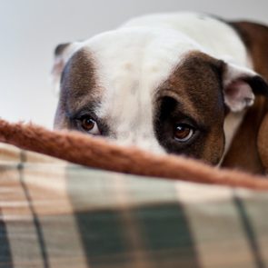 Scared Dog Sitting in Dog Bed