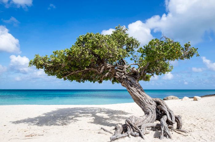 Divi Divi Tree on Eagle Beach Aruba, Caribbean
