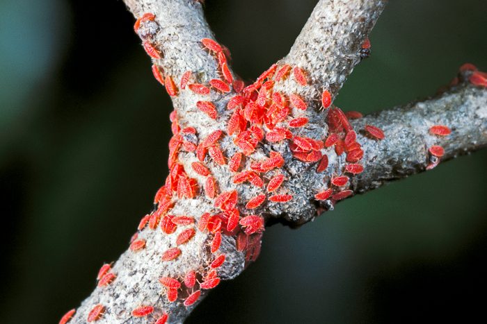 Kermes Vermilio Gettyimages 522181946 Jvedit