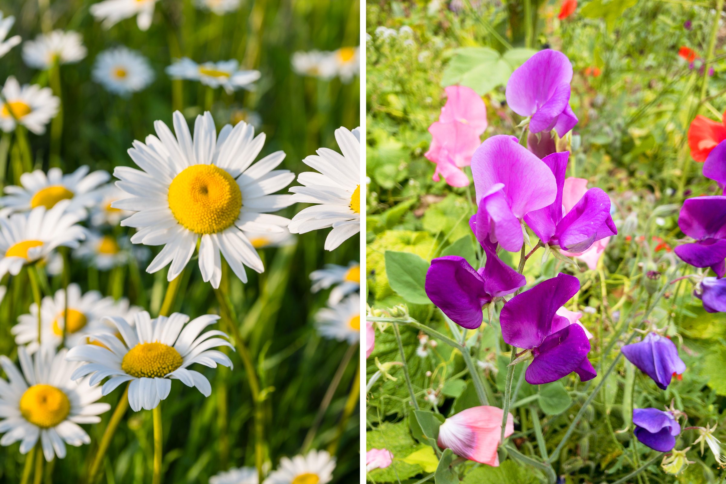 daisy and sweet pea