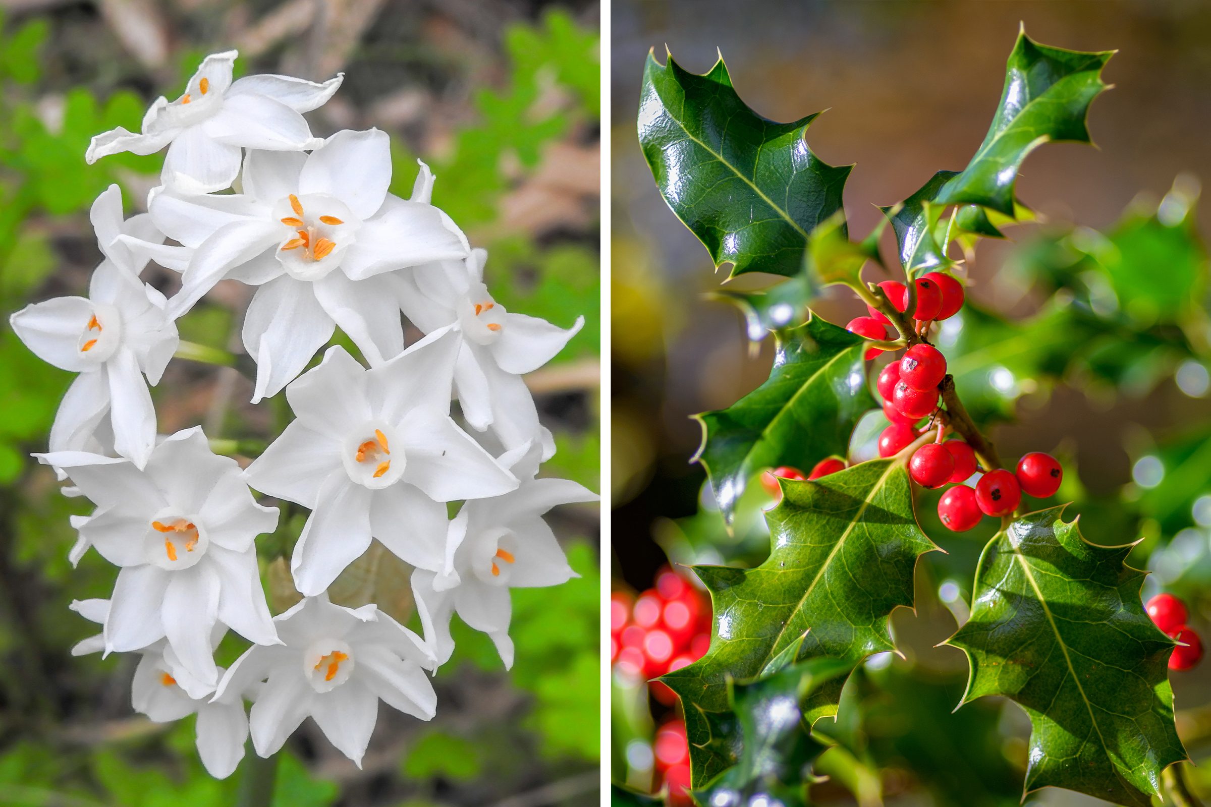 paperwhites and holly