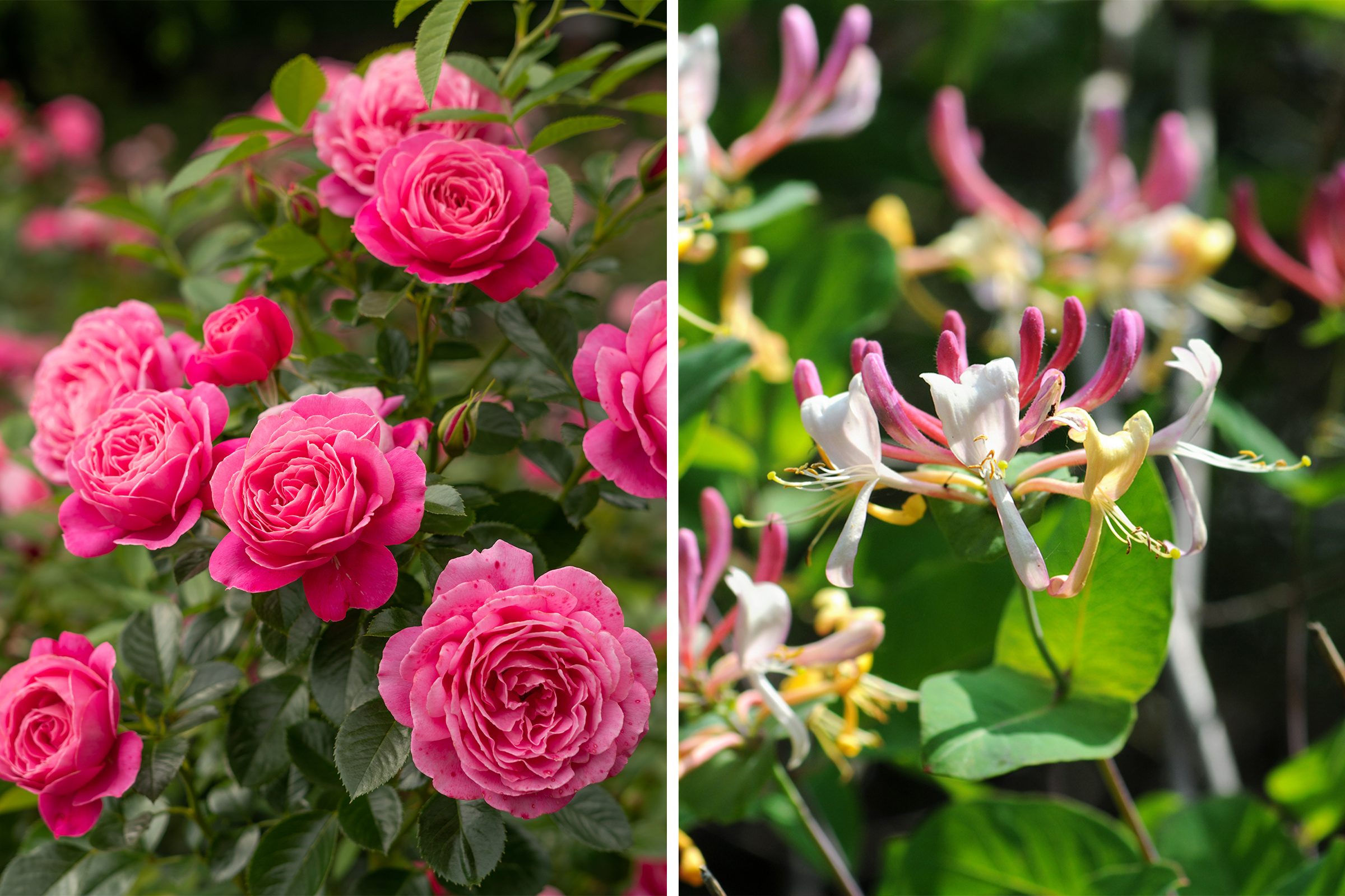 rose and honeysuckle