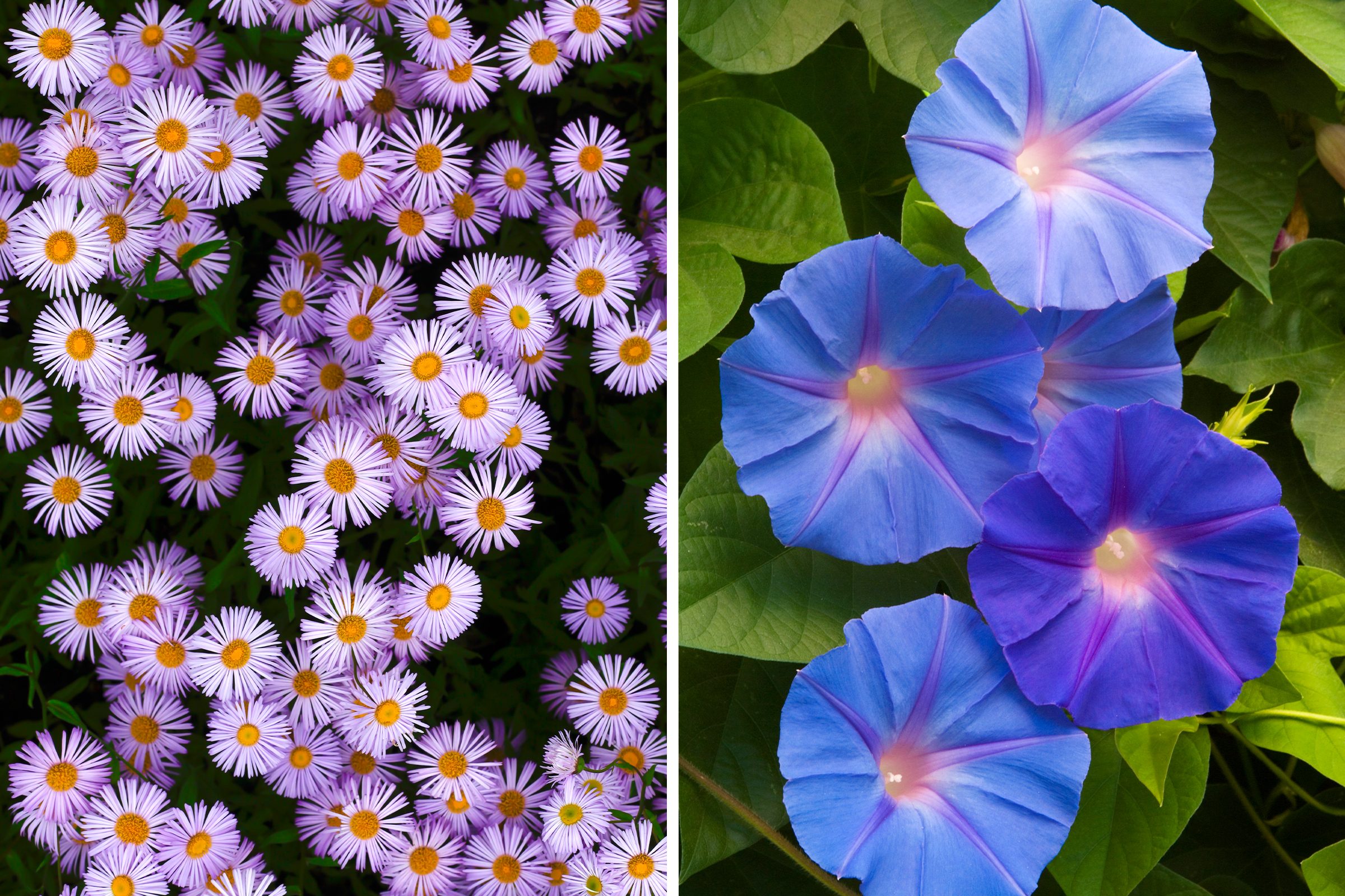 aster and morning glory