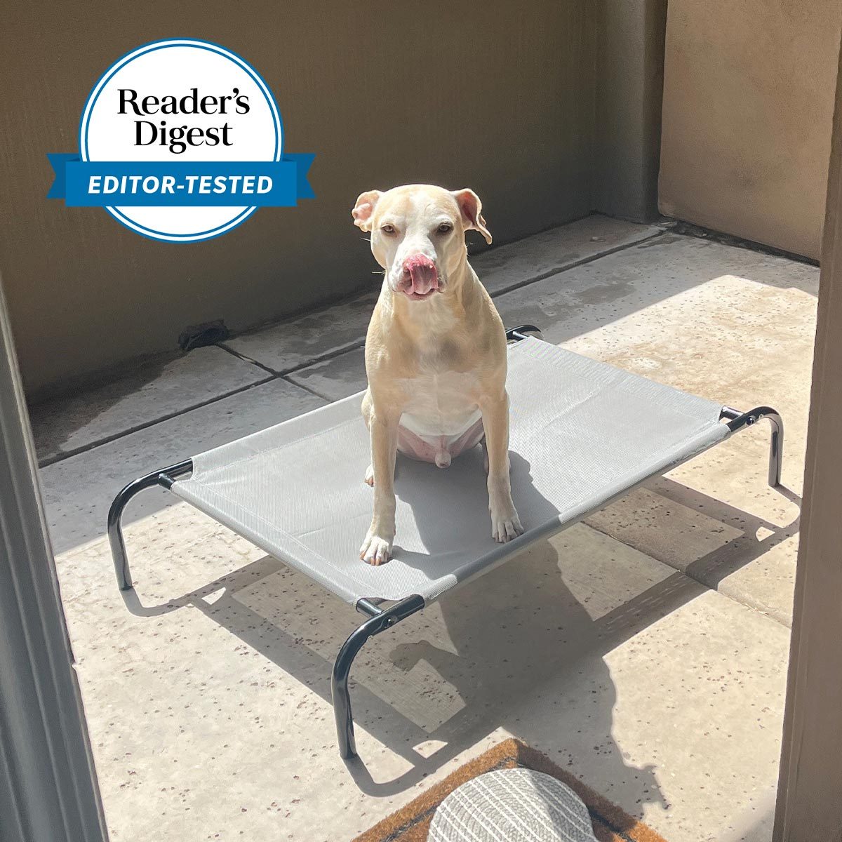 Editor Tested Elevated Dog Bed
