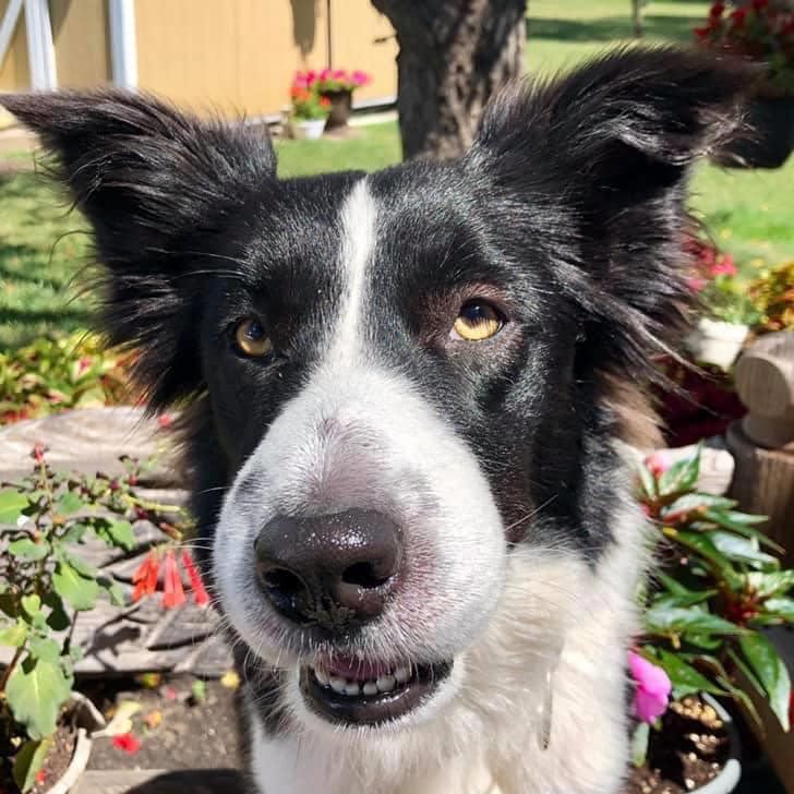 border collie dog With Swollen