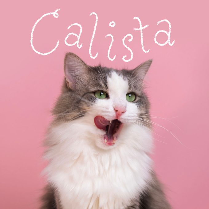 Cute Cat Names 1 Cute Gettyimages 1370470944