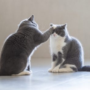 Two British short-haired cats playing, indoors shooting