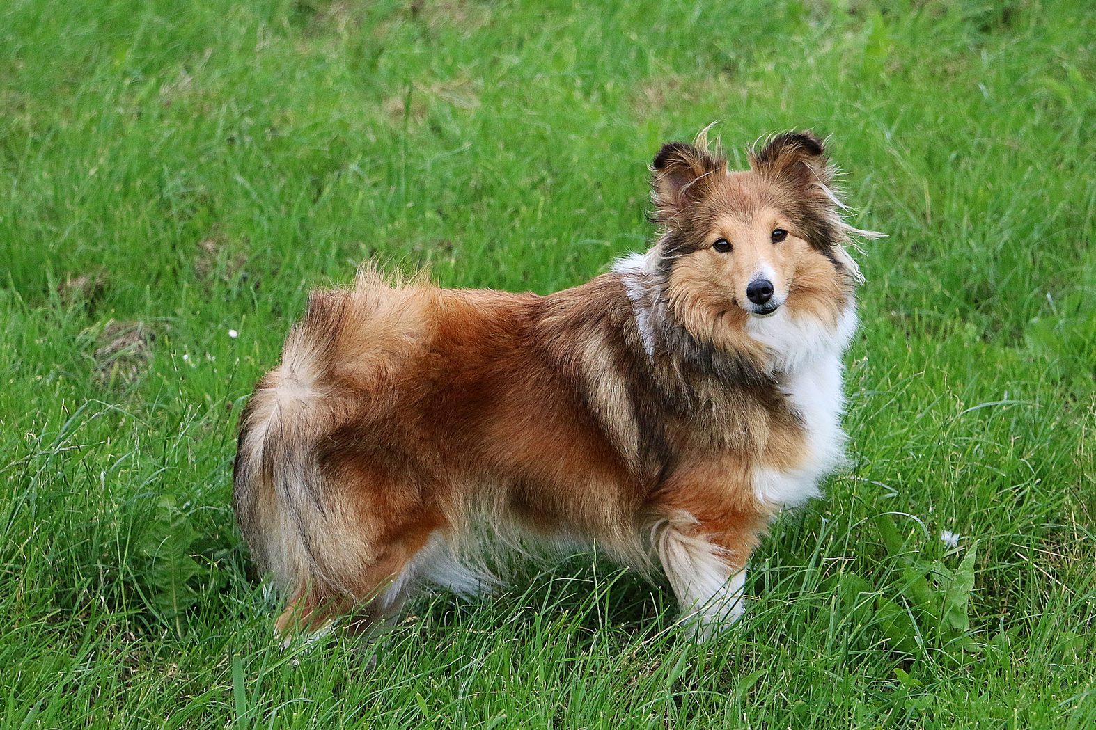 beautiful sheltie dog is standing in the garden