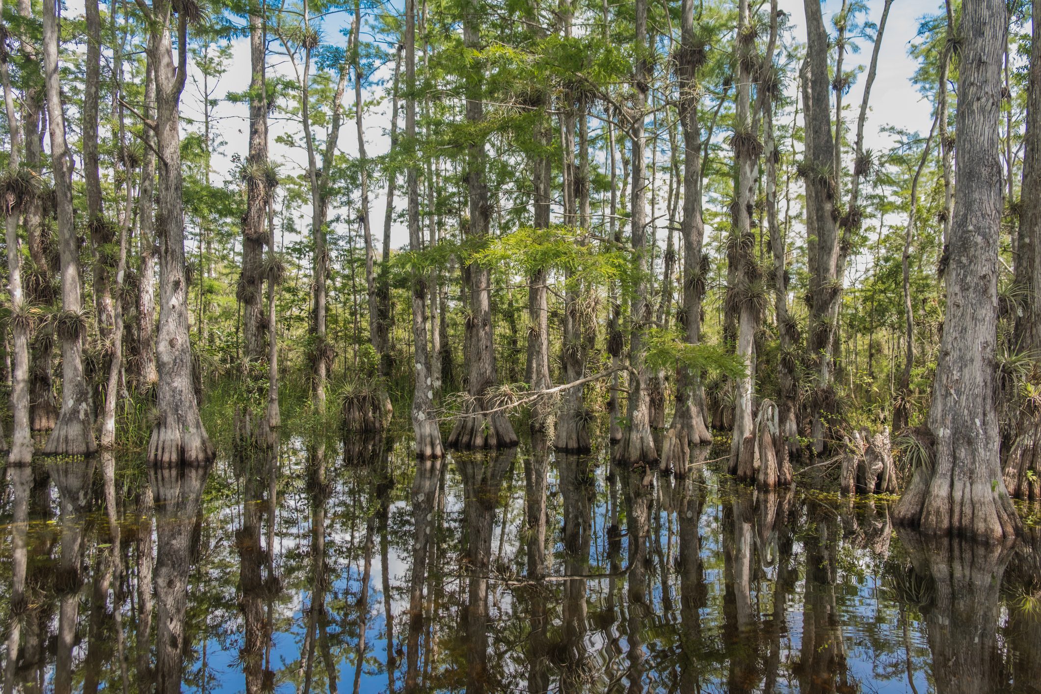 Scenic Drive Cypress National Preserve