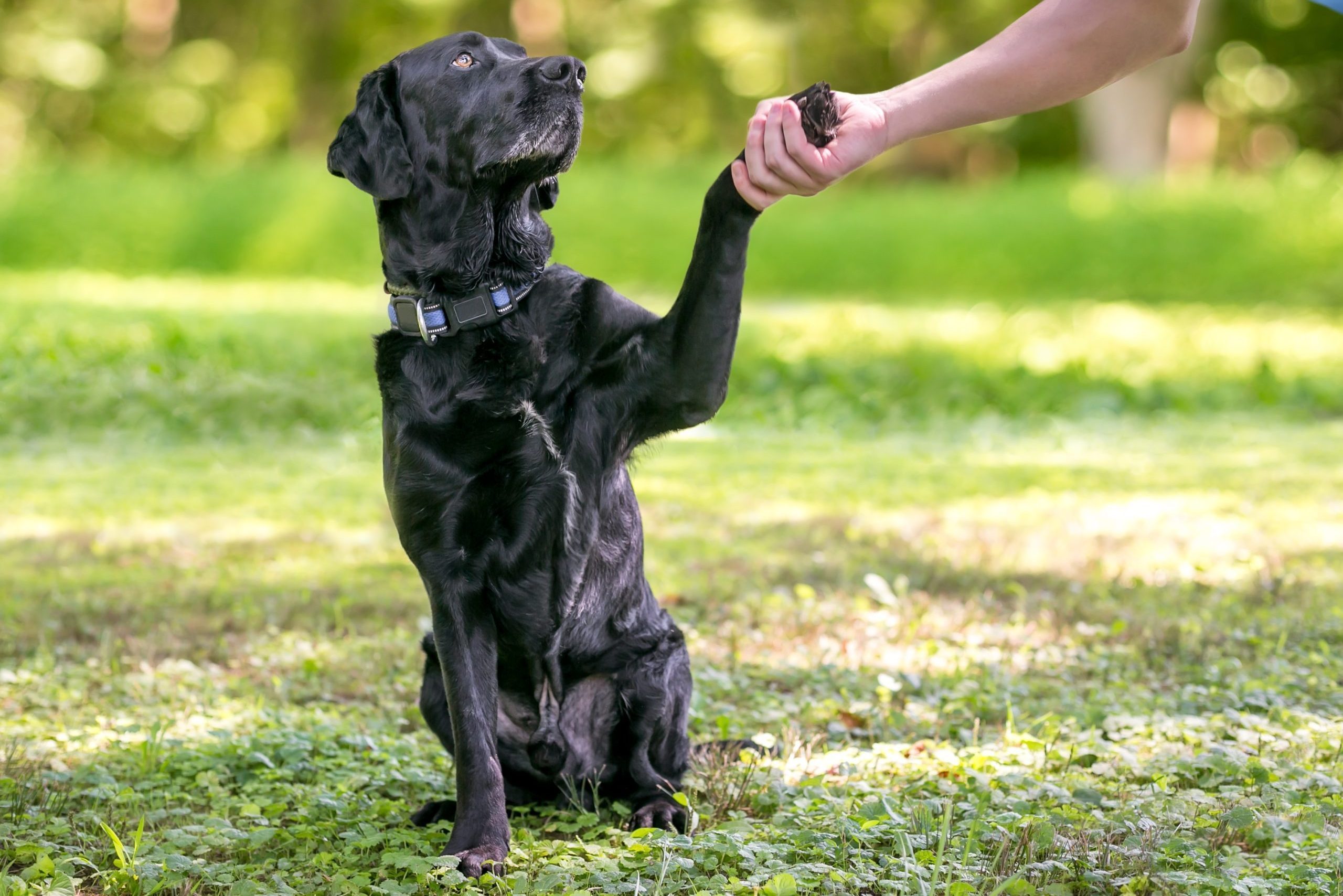 A black Labrador Retriever dog outdoors giving its paw for a handshake with a person