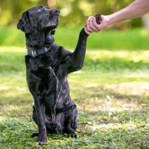 A black Labrador Retriever dog outdoors giving its paw for a handshake with a person