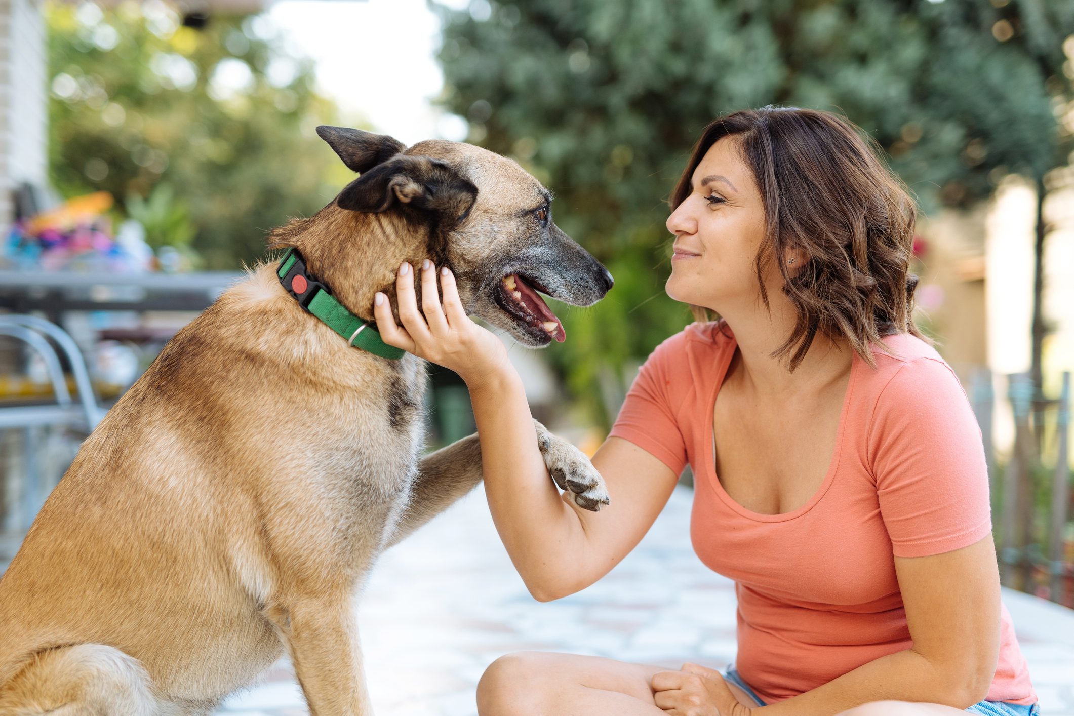 Mature woman with her dog - caucasian woman with Belgium shepherd dog in backyard