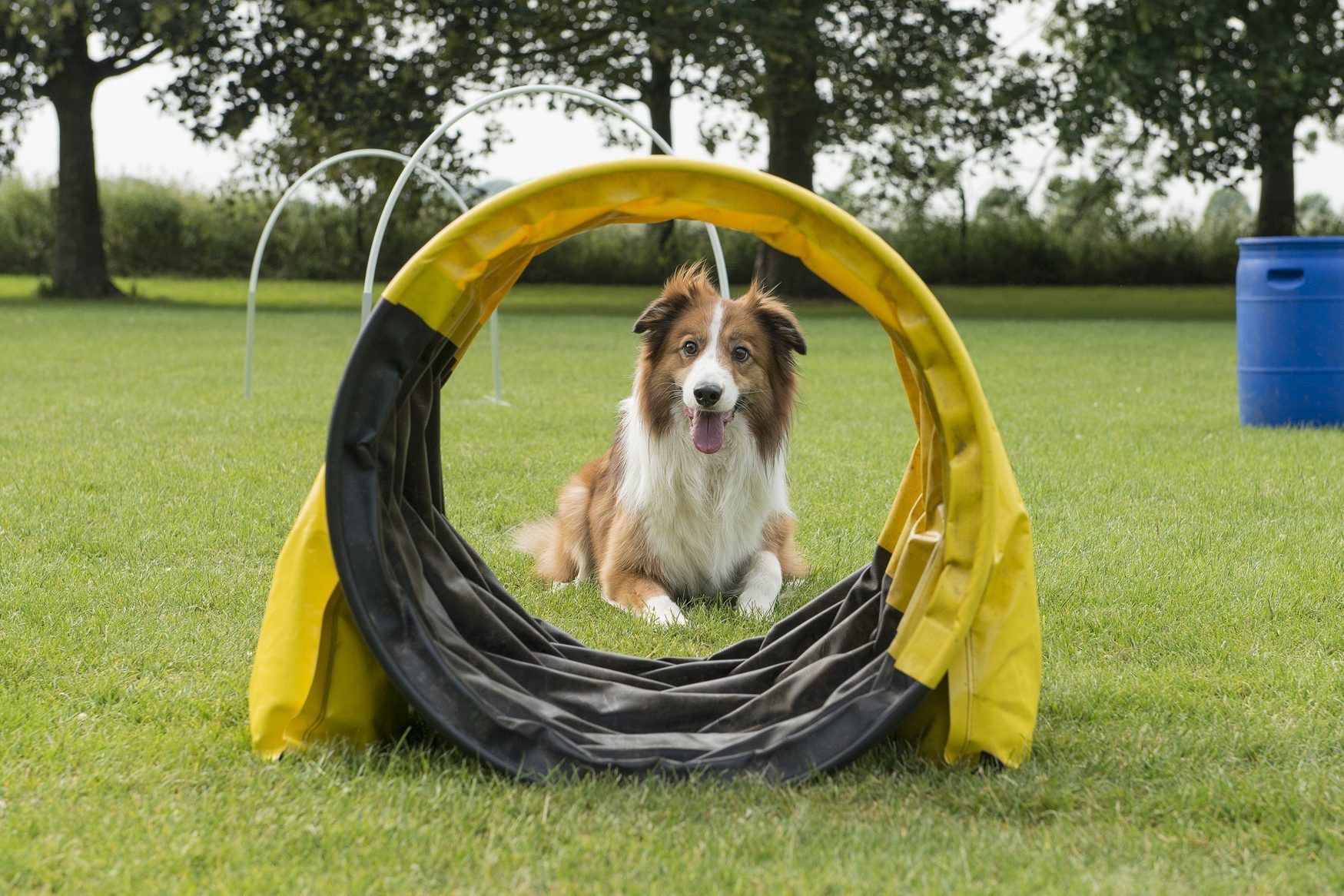 Border collie mixed dog lying down on grass of a dog sports course with hoopers and other equipment seen through a tunnel