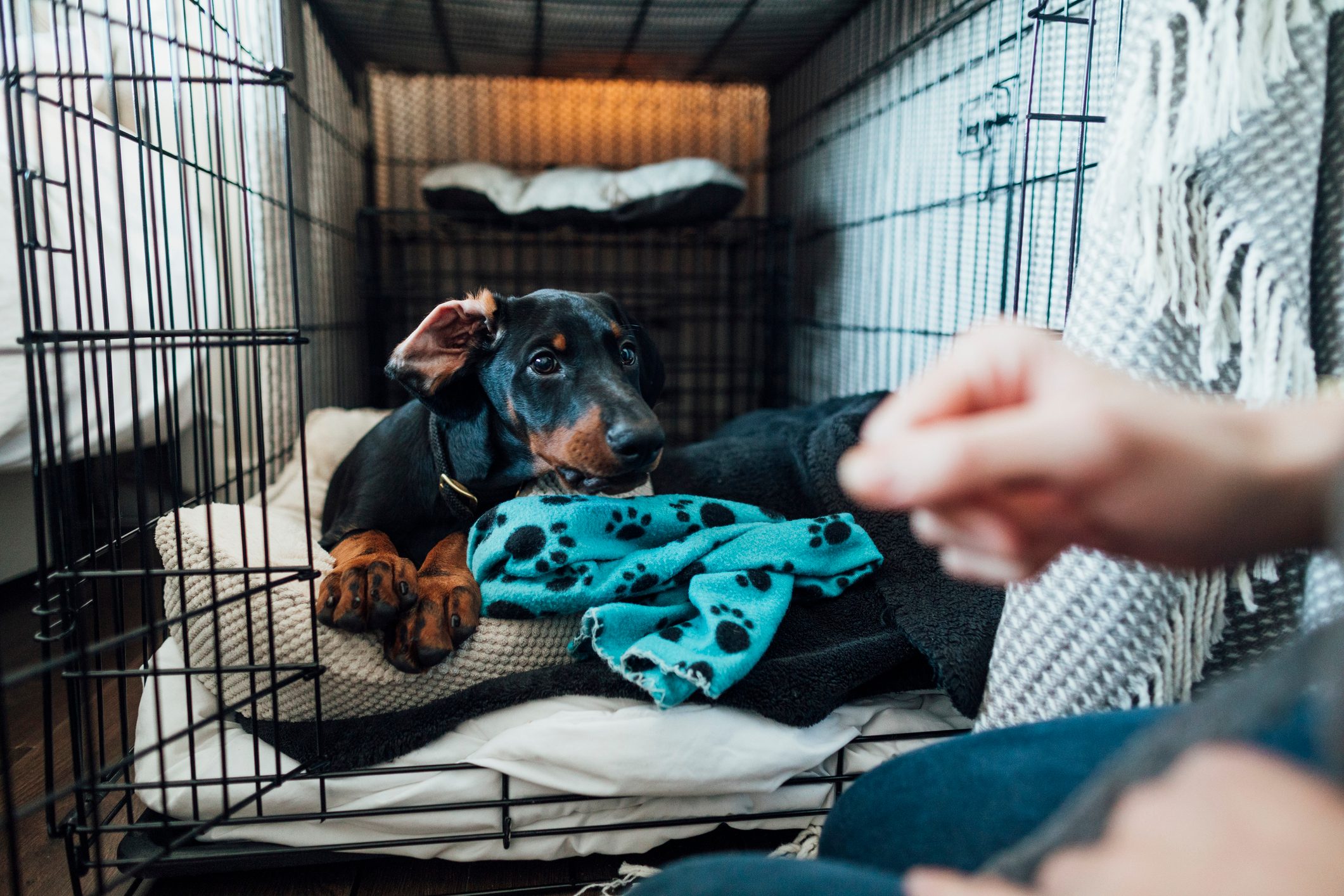 crate training a puppy with treats