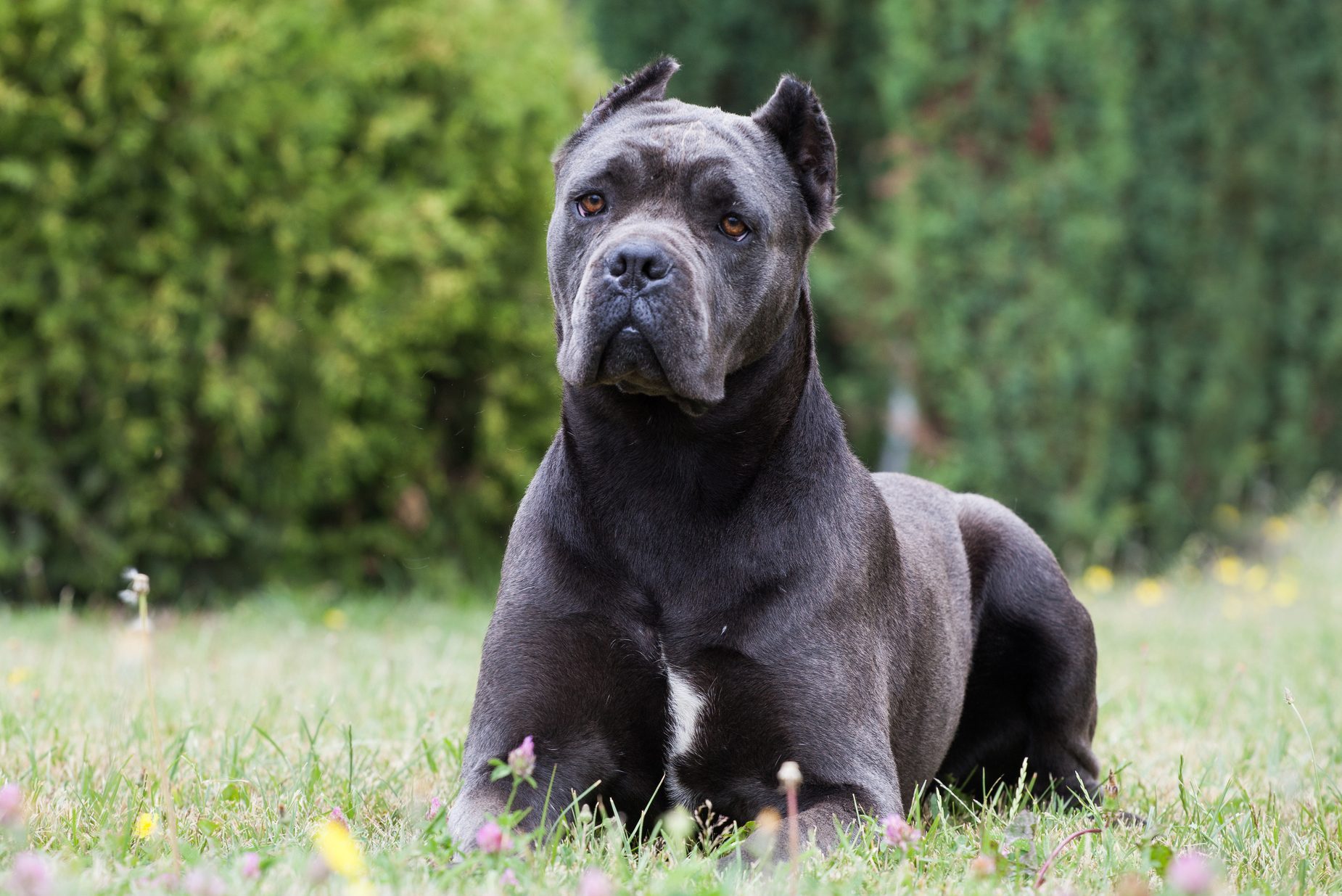 italian cane corso