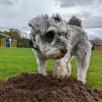 Dog digging