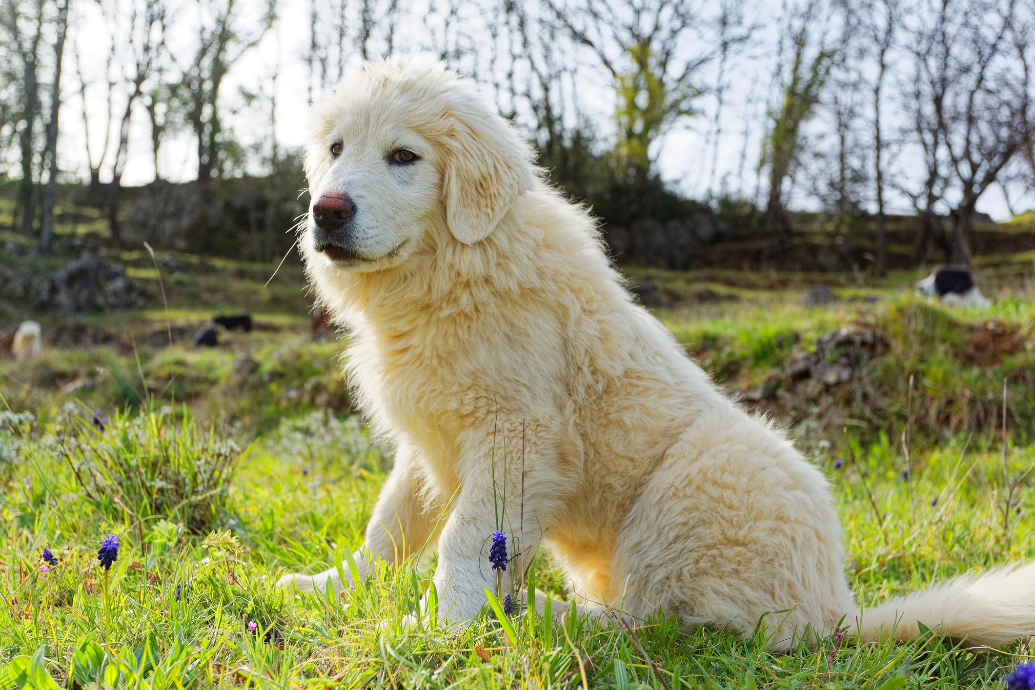 Close-up of purebred maremma sheepdog on field,Campis,Le Vigan,France