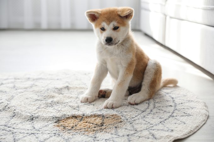 Adorable akita inu puppy near puddle on rug at home