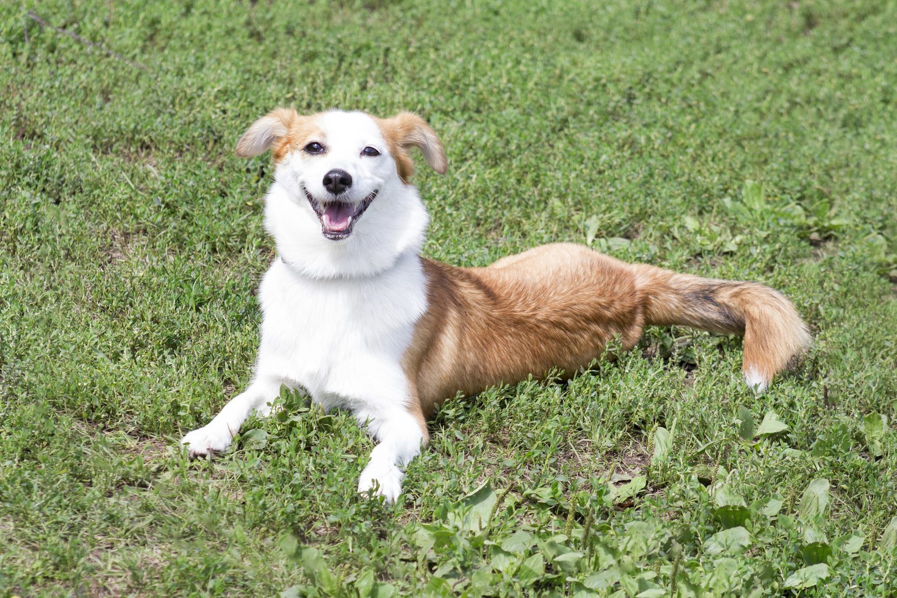 Cute multibred dog puppy is lying on a green grass in the summer park and looking at the camera.