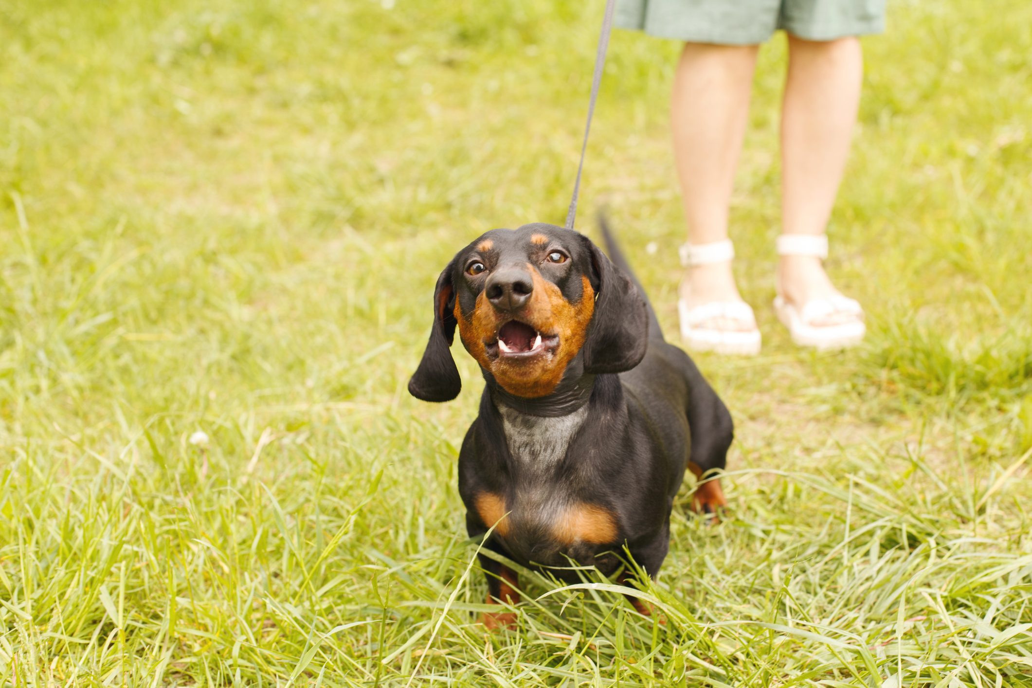 Why Do Dogs Bark at Other Dogs?