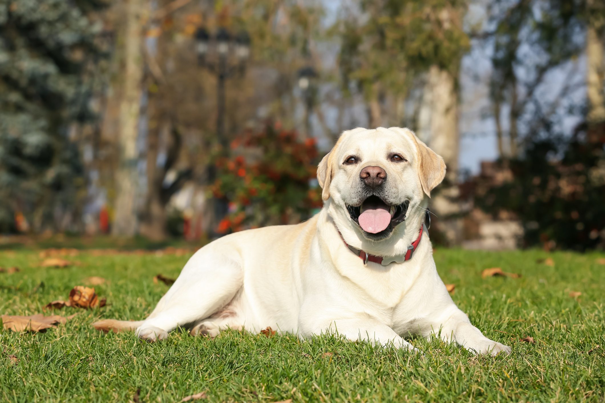 Yellow Labrador lying on green grass in park