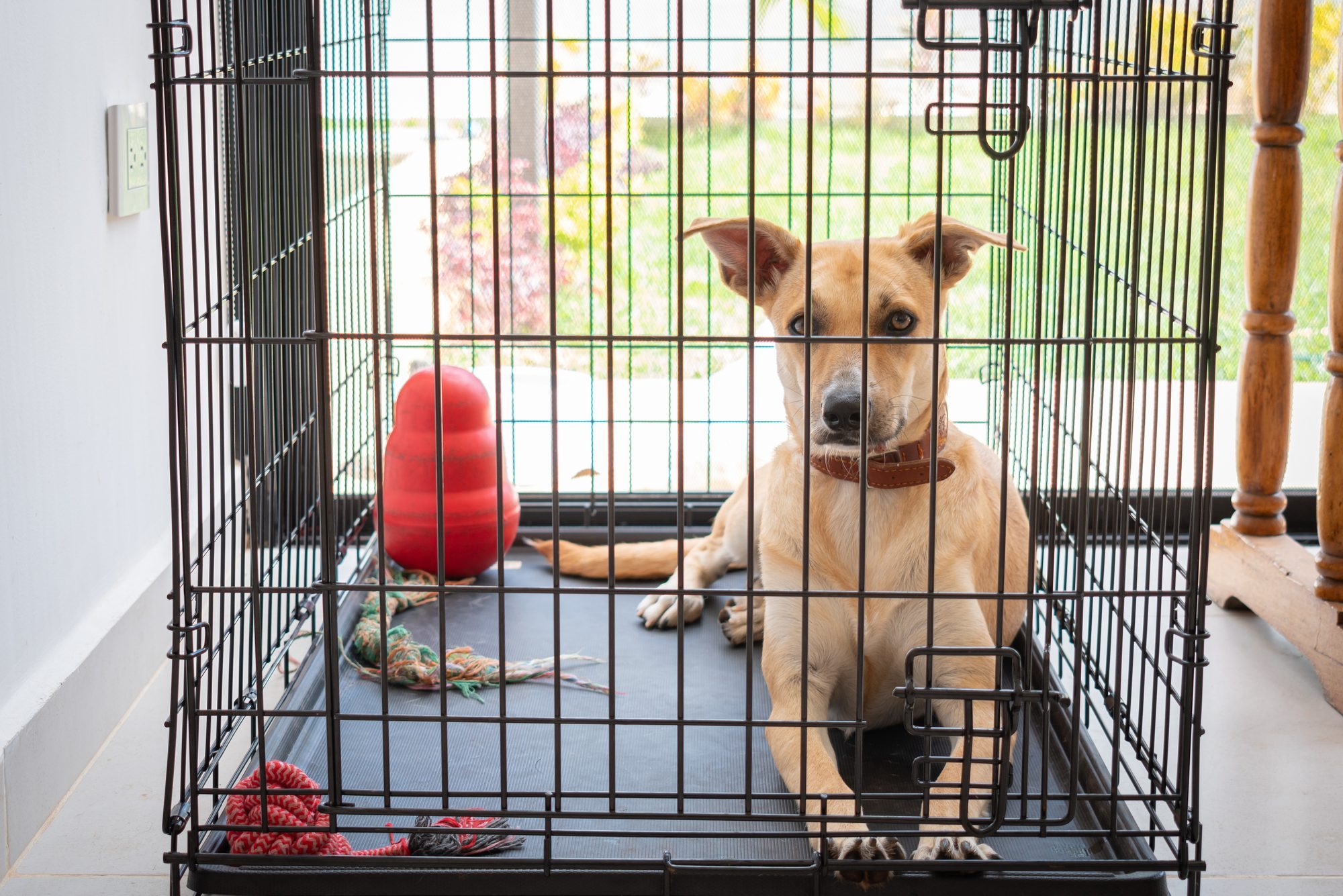 How Long Can a Dog Stay in a Crate?