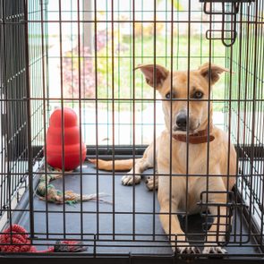 Beautiful dog locked up in a cage with toys