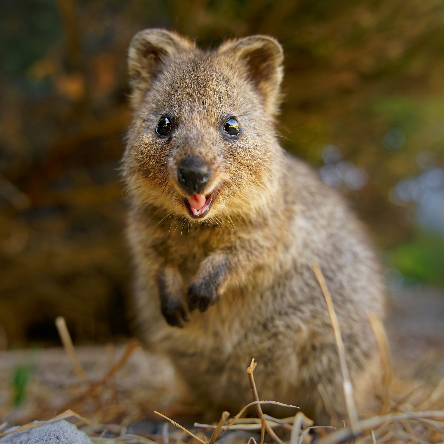 This Is the Happiest Animal in the World—and It’s the Cutest Thing You’ll Ever See