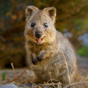cute and happy Quokka with a smile