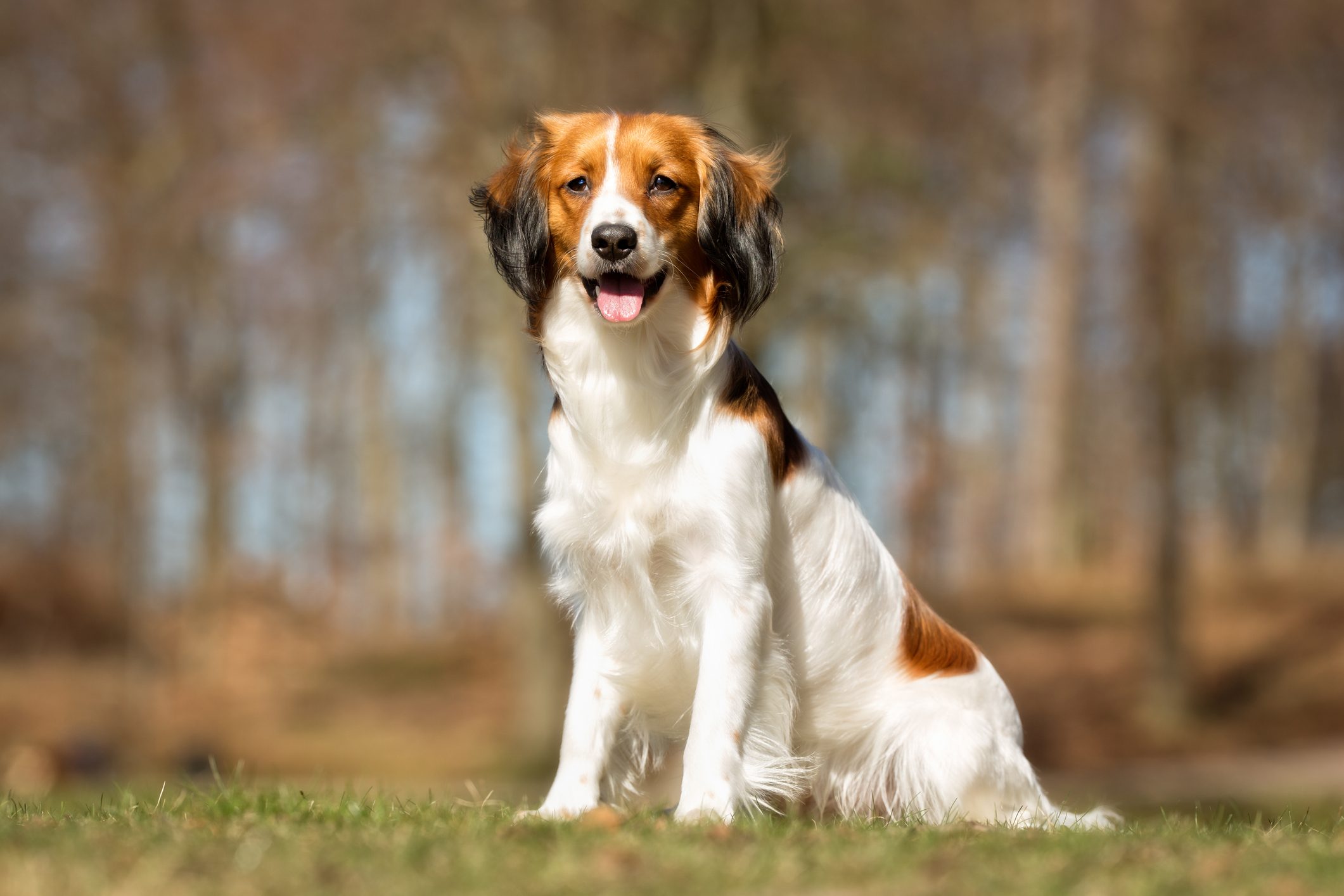 Kooikerhondje dog outdoors in nature